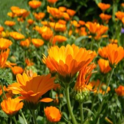 Calendula