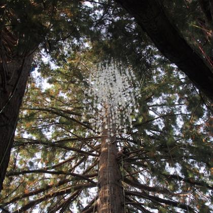 Image looks up at Emeritus sculpture in progress from the ground: A sparkling cluster of resin cones dangles high up in the canopy between three sequoia trees.