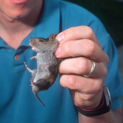 A man holds a vole, a mouse-like rodent, by its scruff.