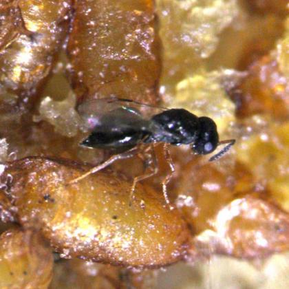Wasp laying eggs on spotted wing drosophila larvae