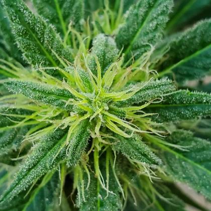 Stock photo of marijuana leaves