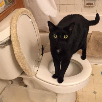 Willie the cat