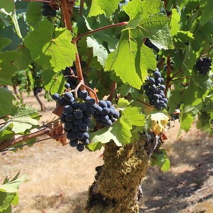 Dark purple wine grapes growing in a sunny vineyard