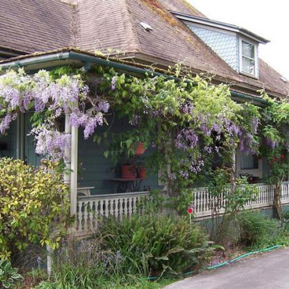 Wisteria on a house