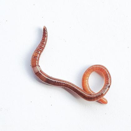 image of jumping worm on white background 