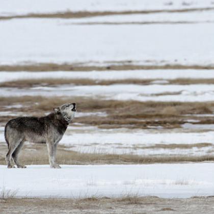 alpha male wolf in Yellowstone National Park