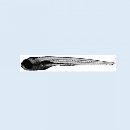 zebrafish