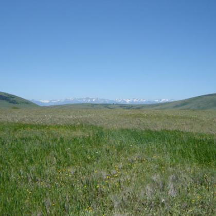 Zumwalt Prairie in northeastern Oregon has a mix of native and non-native plants