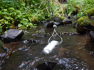 Thermistors collect data on stream temperatures.