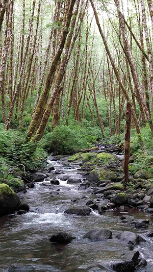 Headwater stream in the Trask watershed