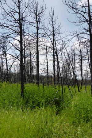 Trees after wildfire
