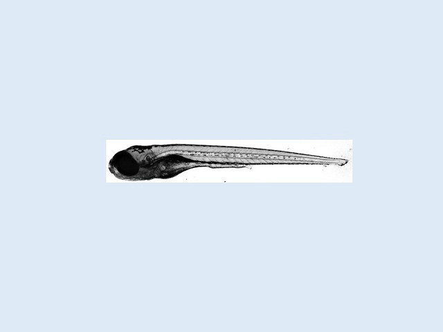 zebrafish